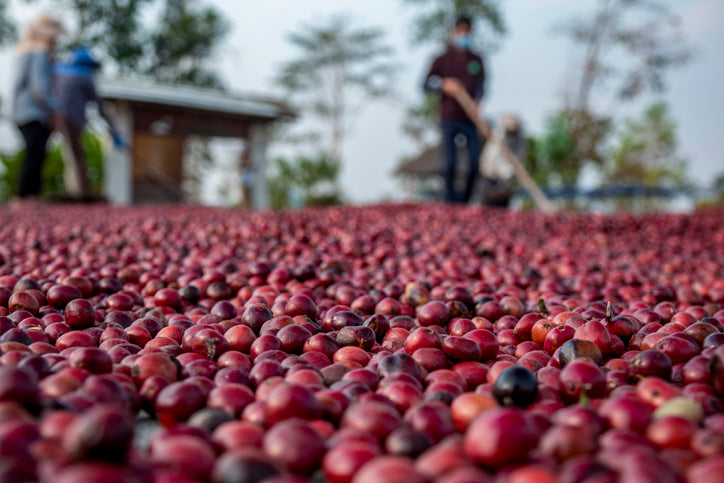 Honduras Fair Trade Organic