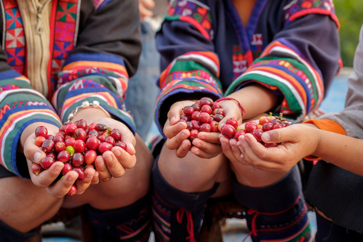 Guatemala Fairtrade Organic Cafe Feminino