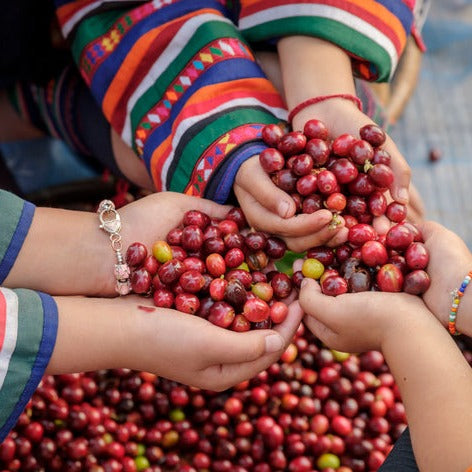 womens hands in coffee cherries bright colors exude joy